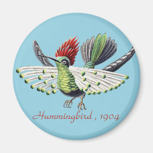 Ernst Haeckel Kolorixt Kolibri Natur Konst Magnet