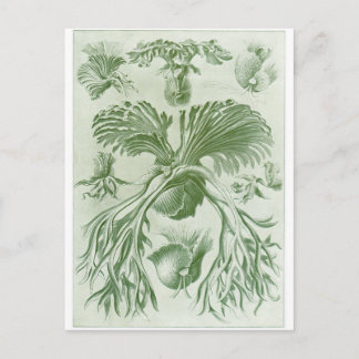 Ernst Haeckel Konst vykort: Filicinae Vykort