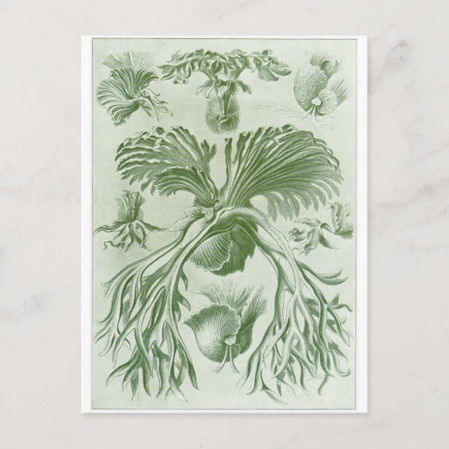 Ernst Haeckel Konst vykort: Filicinae Vykort (Framsida)