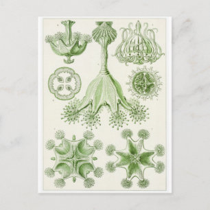 Ernst Haeckel Konst vykort: Stauromedusae Vykort