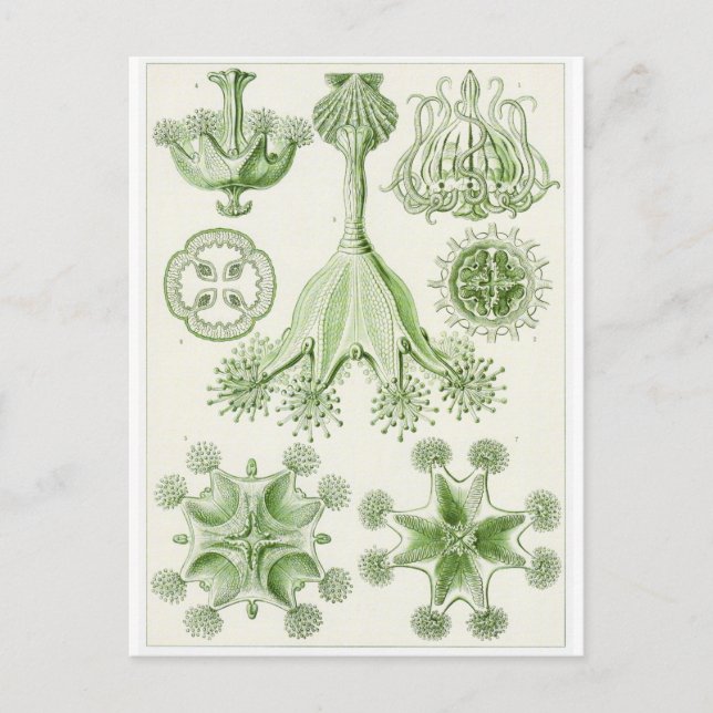 Ernst Haeckel Konst vykort: Stauromedusae Vykort (Framsida)