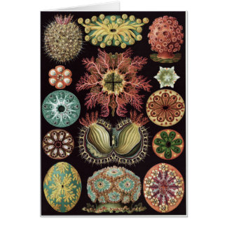 Ernst Haeckel konstkort: Ascidiae Hälsningskort
