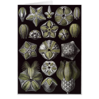 Ernst Haeckel konstkort: Blastoidea Hälsningskort