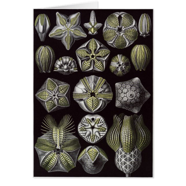 Ernst Haeckel konstkort: Blastoidea Hälsningskort (Framsidan)