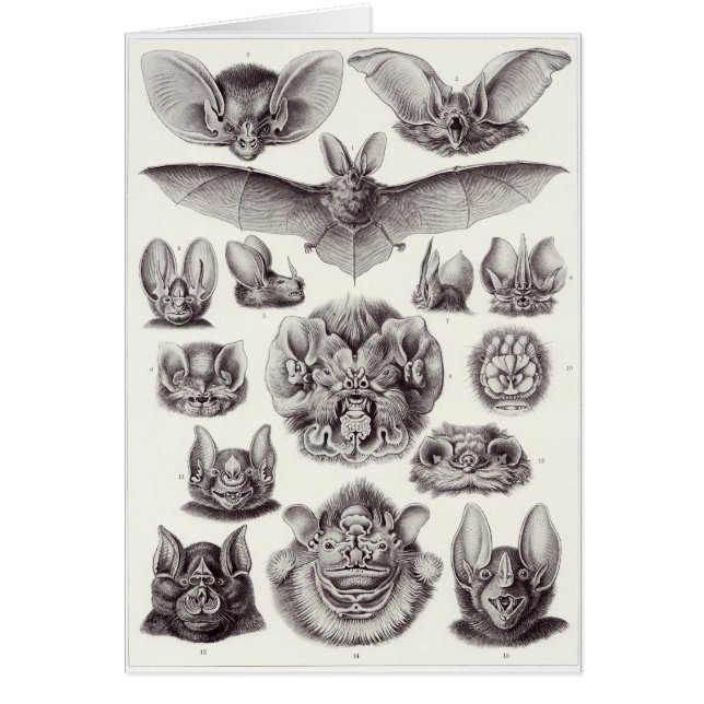 Ernst Haeckel konstkort: Chiroptera Hälsningskort (Framsidan)