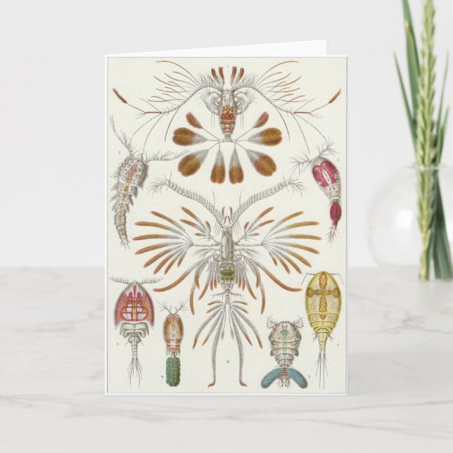 Ernst Haeckel konstkort: Copepoda Kort (Framsida)