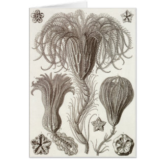 Ernst Haeckel konstkort: Crinoidea Hälsningskort