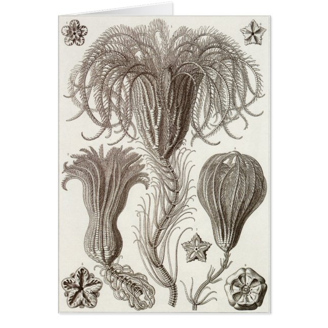 Ernst Haeckel konstkort: Crinoidea Hälsningskort (Framsidan)