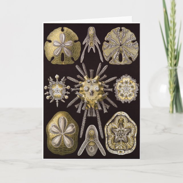 Ernst Haeckel konstkort: Echinidea Kort (Framsida)