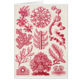 Ernst Haeckel konstkort: Florideae Hälsningskort