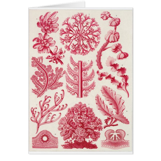 Ernst Haeckel konstkort: Florideae Hälsningskort (Framsidan)