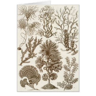 Ernst Haeckel konstkort: Fucoideae Hälsningskort
