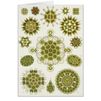 Ernst Haeckel konstkort: Melethallia Hälsningskort