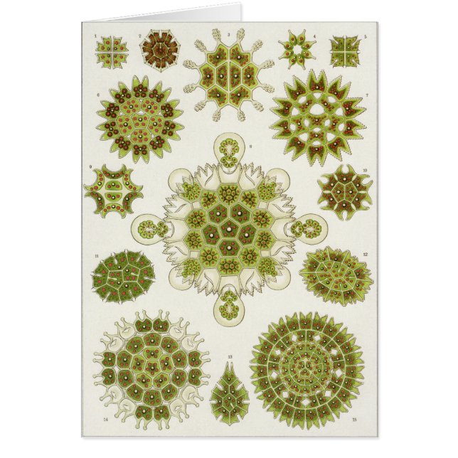 Ernst Haeckel konstkort: Melethallia Hälsningskort (Framsidan)