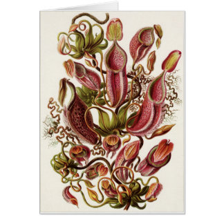 Ernst Haeckel konstkort: Nepenthaceae Hälsningskort
