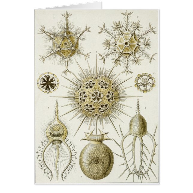 Ernst Haeckel konstkort: Phaeodaria (Phaeodarea) Hälsningskort (Framsidan)