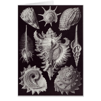 Ernst Haeckel konstkort: Prosobranchia Hälsningskort