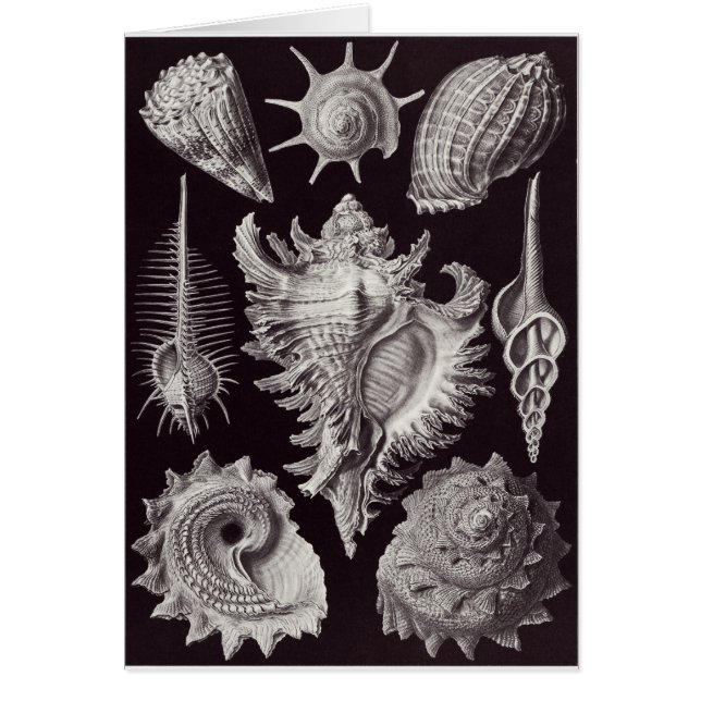 Ernst Haeckel konstkort: Prosobranchia Hälsningskort (Framsidan)