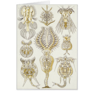 Ernst Haeckel konstkort: Rotatoria Hälsningskort