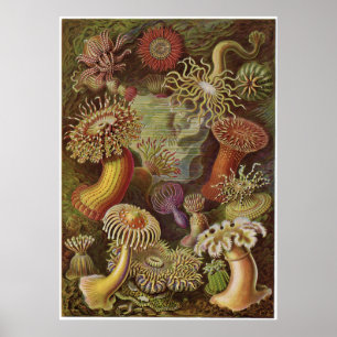 Ernst Haeckel konsttryck: Actiniae Poster