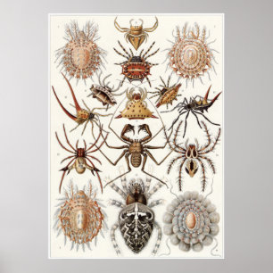 Ernst Haeckel konsttryck: Arachnida Poster
