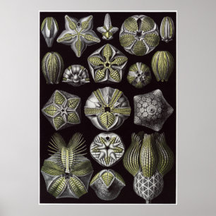 Ernst Haeckel konsttryck: Blastoidea Poster