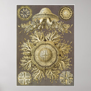 Ernst Haeckel konsttryck: Discomedusae Poster