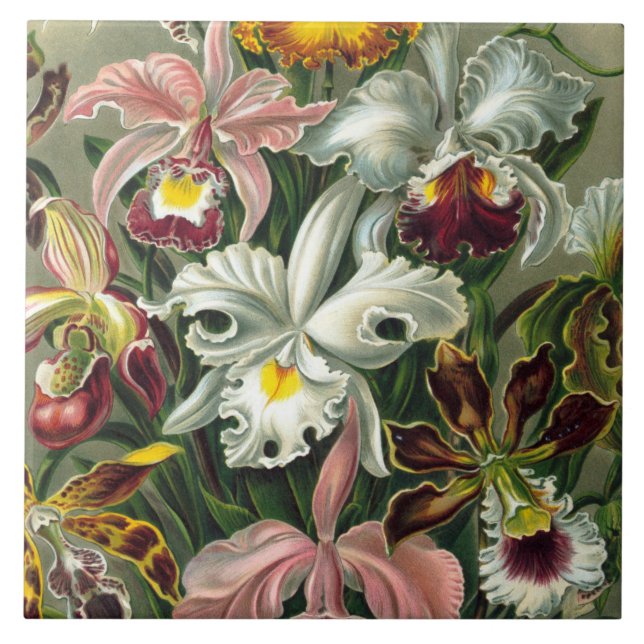 Ernst Haeckel konsttryck: Orchidae Oncidiums, Kakelplatta (Framsidan)