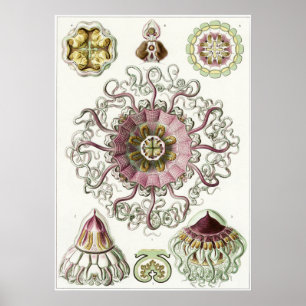 Ernst Haeckel konsttryck: Peromedusae Poster