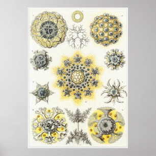 Ernst Haeckel konsttryck: Polycyttaria Poster