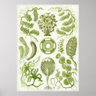 Ernst Haeckel konsttryck: Siphoneae Poster