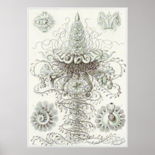 Ernst Haeckel konsttryck: Siphonophorae Poster