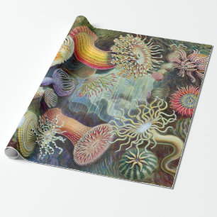 Ernst Haeckel Kunstformen der Natur Actiniae Presentpapper