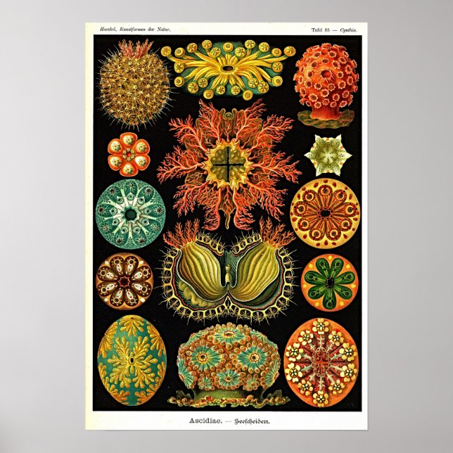 Ernst Haeckel Kunstformen der Natur Ascidian Poster (Framsidan)