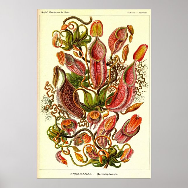 Ernst Haeckel Kunstformen der Natur Nepenthaceae Poster (Framsidan)