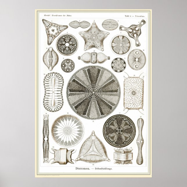 Ernst Haeckel - Kuntsformen der Nature - Tafel 4 Poster (Framsidan)
