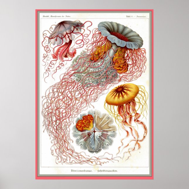 Ernst Haeckel - Kuntsformen der Nature - Tafel 8 Poster (Framsidan)