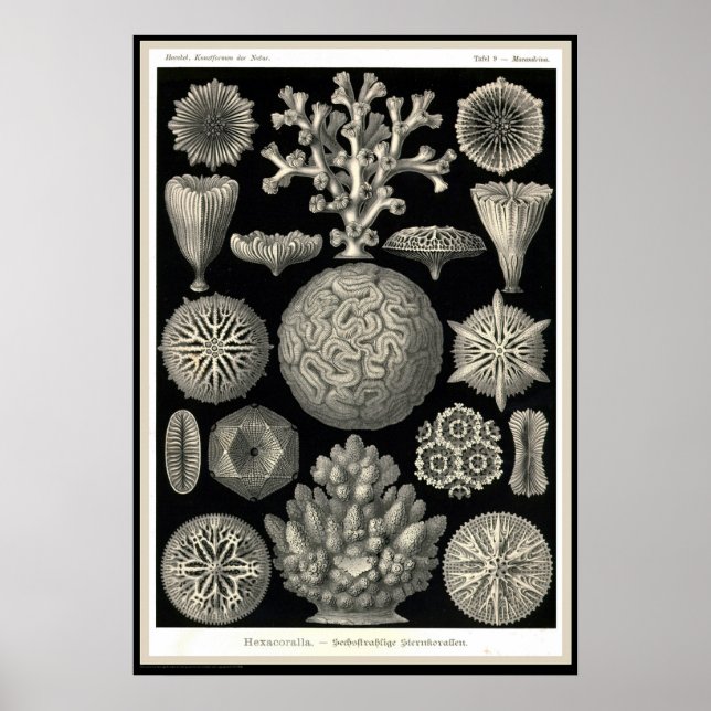 Ernst Haeckel - Kuntsformen der Nature - Tafel 9 Poster (Framsidan)