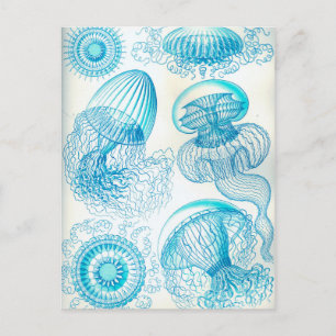 Ernst Haeckel Leptomedusae jellyfish Vykort