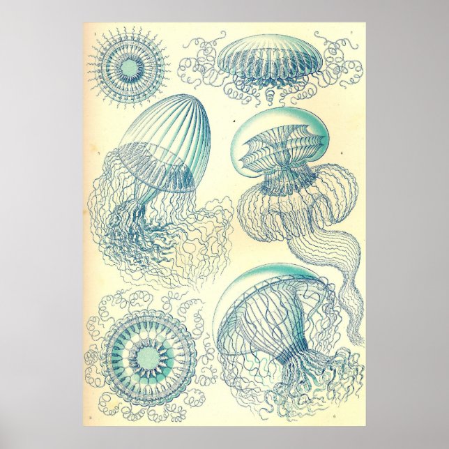 Ernst Haeckel - Leptomedusae Poster (Framsidan)