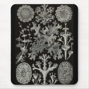 Ernst Haeckel - Lichenes Musmatta