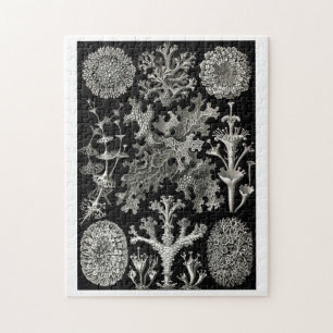 Ernst Haeckel Lichens Pussel