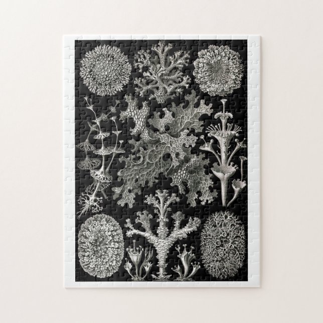 Ernst Haeckel Lichens Pussel (Vertikal)