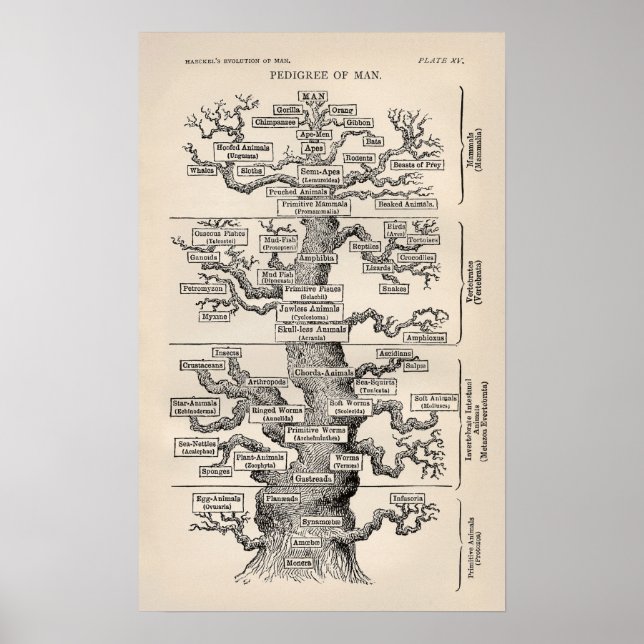 Ernst Haeckel Livets träd Pedigree of Man Evoluti Poster (Framsidan)