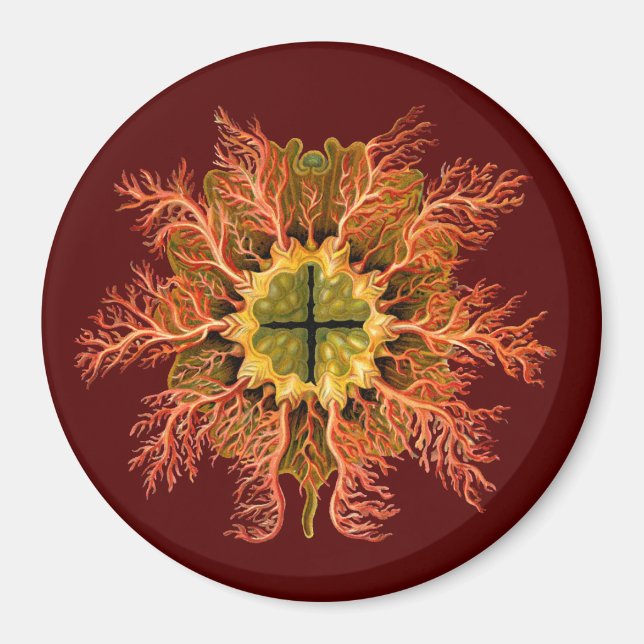 Ernst Haeckel Magnet (Framsidan)