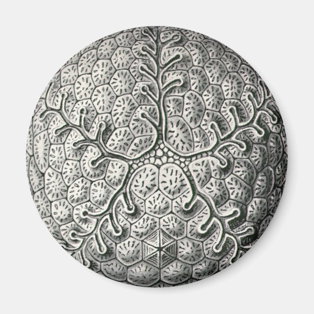 Ernst Haeckel Magnet (Framsidan)