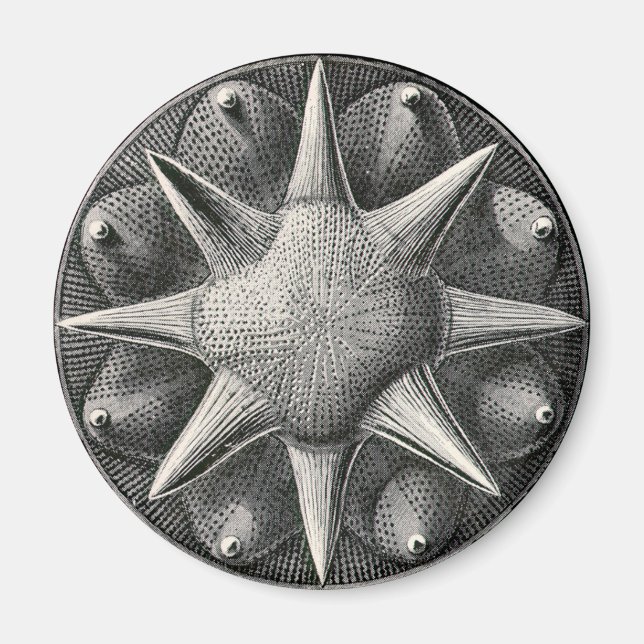 Ernst Haeckel Magnet (Framsidan)