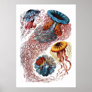 Ernst Haeckel manet Poster