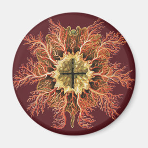 Ernst Haeckel Marin Mantelzooid Röda Havet Liv Kon Magnet