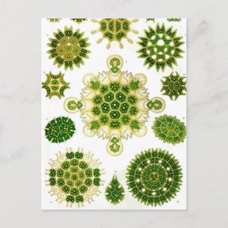 Ernst Haeckel Melethallia Vykort